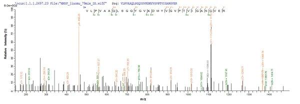 Mass Spectrometry - Recombinant Brucella abortus Malate dehydrogenase protein (His tag) (AB224852)