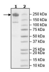 SDS-PAGE - Recombinant Candida albicans Acetyl Coenzyme A Carboxylase protein (DDDDK tag C-Terminus) (AB271799)