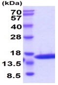Recombinant cat IL-2 (mutated C146S) protein (Active)