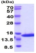 SDS-PAGE - Recombinant cat IL-2 (mutated C146S) protein (Active) (AB223097)