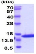 SDS-PAGE - Recombinant cat IL-2 (mutated C146S) protein (Active) (His tag N-Terminus) (AB223097)