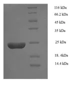 SDS-PAGE - Recombinant Cat Serum Amyloid A protein (His tag) (AB224867)