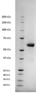 SDS-PAGE - Recombinant Chikungunya virus E1 envelope protein (His tag) (AB256434)