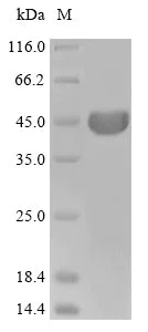 SDS-PAGE - Recombinant Chinese hamster beta Actin protein (His tag) (AB236171)