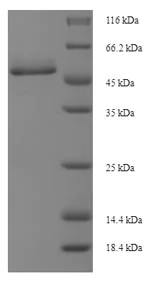 SDS-PAGE - Recombinant Chinese hamster Cathepsin D protein (Tagged) (AB235074)