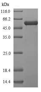 SDS-PAGE - Recombinant Chinese hamster P4HB protein (His tag) (AB241446), expandable thumbnail
