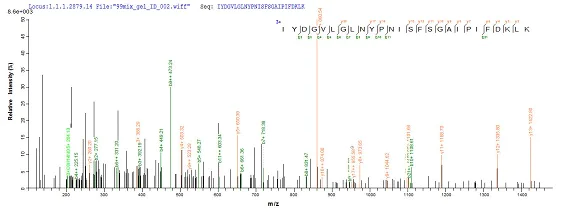 Mass Spectrometry - Recombinant Cow Pregnancy associated glycoprotein 1 (His tag) (AB238225)