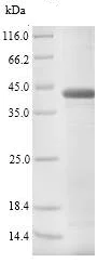 SDS-PAGE - Recombinant Cow Pregnancy associated glycoprotein 1 (His tag) (AB238225)