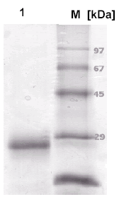 SDS-PAGE - Recombinant Cow Prion protein PrP (AB753)