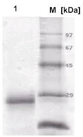 SDS-PAGE - Recombinant Cow Prion protein PrP (AB753)
