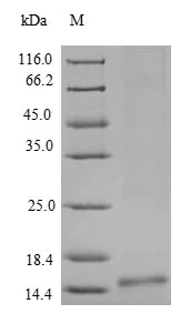 SDS-PAGE - Recombinant Cyanovirin-N homologue protein (His tag) (AB240855)