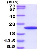 SDS-PAGE - Recombinant Cyclophilin B protein (Tag Free) (AB53870)