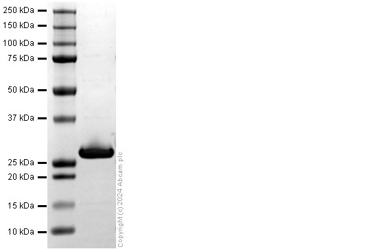 SDS-PAGE - Recombinant Cynolmogus Monkey Apolipoprotein A-I/APOA1 Protein (His-tag) (AB322310), expandable thumbnail