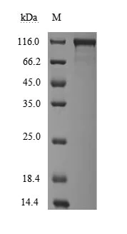 SDS-PAGE - Recombinant cynomolgus monkey ACE2 protein (AB289785)