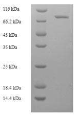 SDS-PAGE - Recombinant Cynomolgus monkey Albumin protein (AB267858), expandable thumbnail