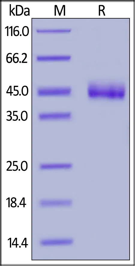 SDS-PAGE - Recombinant Cynomolgus monkey CD3 epsilon protein (Fc Chimera His Tag) (AB220531)