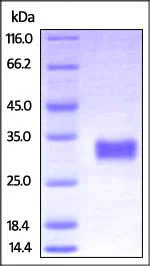 SDS-PAGE - Recombinant cynomolgus monkey CD40 protein (Active) (AB220560)