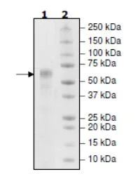 SDS-PAGE - Recombinant Cynomolgus monkey CD46 protein (His tag) (AB271619)