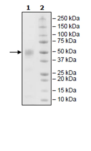 SDS-PAGE - Recombinant Cynomolgus monkey CD46 protein (His tag) (AB271620)