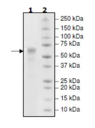 SDS-PAGE - Recombinant Cynomolgus monkey CD46 protein (His tag C-Terminus) (AB271619)