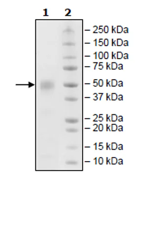 SDS-PAGE - Recombinant Cynomolgus monkey CD46 protein (His tag C-Terminus) (AB271620)