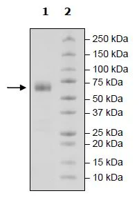 SDS-PAGE - Recombinant Cynomolgus monkey CD47 protein (Biotin) (Fc tag C-Terminus + Avi tag C-Terminus) (AB271434)