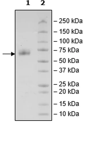 SDS-PAGE - Recombinant Cynomolgus monkey CD47 protein (Fc tag C-Terminus + Avi tag C-Terminus) (AB271433)