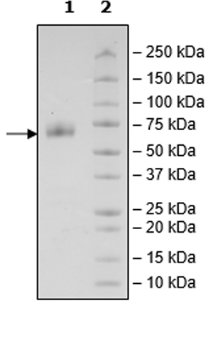 SDS-PAGE - Recombinant Cynomolgus monkey CD47 protein (Tagged) (AB271433), expandable thumbnail