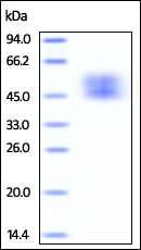 SDS-PAGE - Recombinant Cynomolgus monkey CD80 protein (His tag) (AB220544), expandable thumbnail