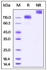 SDS-PAGE - Recombinant cynomolgus monkey CSF-1-R protein (Fc Chimera Active) (AB220532), expandable thumbnail