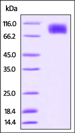 SDS-PAGE - Recombinant cynomolgus monkey CSF-1-R protein (His tag) (AB220565), expandable thumbnail