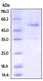 SDS-PAGE - Recombinant Cynomolgus monkey DR3/LARD protein (Fc Chimera) (AB220534), expandable thumbnail