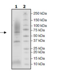 SDS-PAGE - Recombinant Cynomolgus monkey Glypican 3 protein (His tag) (AB271615), expandable thumbnail