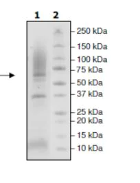 SDS-PAGE - Recombinant Cynomolgus monkey Glypican 3 protein (His tag) (AB271615)