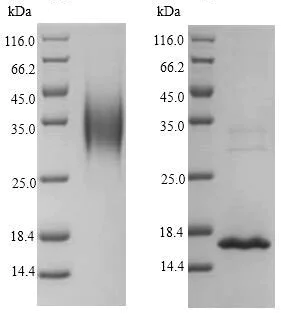 SDS-PAGE - Recombinant Cynomolgus monkey IL-4 protein (His tag) (AB241268)