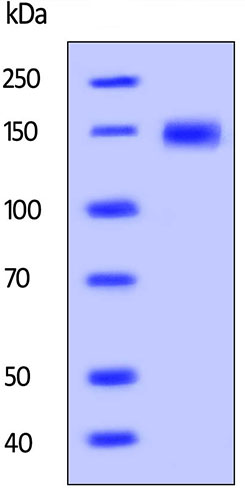 Recombinant cynomolgus monkey LDL Receptor protein (Active)