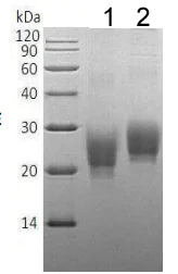 SDS-PAGE - Recombinant Cynomolgus monkey OX40L/TNFSF4 protein (His tag) (AB215620)