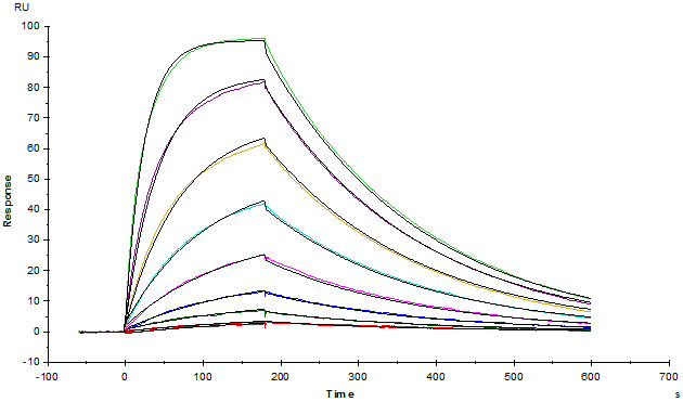 Functional Studies - Recombinant cynomolgus monkey PD-L1 protein (Active) (AB221343), expandable thumbnail