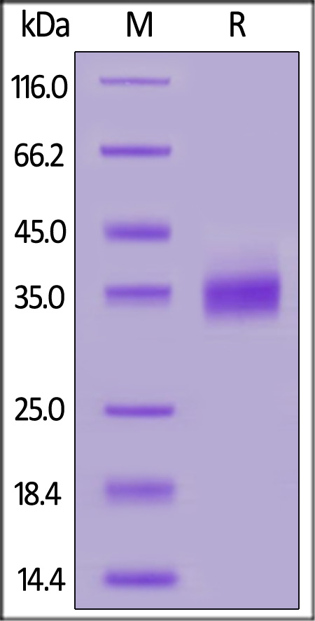 SDS-PAGE - Recombinant cynomolgus monkey PD-L1 protein (Active) (AB221343), expandable thumbnail