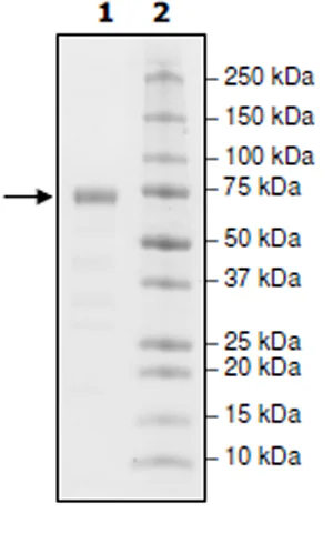 SDS-PAGE - Recombinant Cynomolgus monkey PD-L1 protein (Biotin) (Fc tag C-Terminus + Avi tag C-Terminus) (AB271618)
