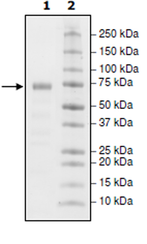 SDS-PAGE - Recombinant Cynomolgus monkey PD-L1 protein (Tagged) (Biotin) (AB271618), expandable thumbnail