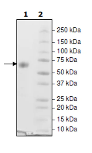 SDS-PAGE - Recombinant Cynomolgus monkey PD1 protein (Biotin) (Fc tag C-Terminus + Avi tag C-Terminus) (AB271617)
