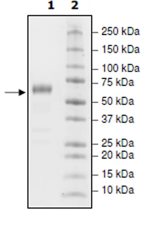 SDS-PAGE - Recombinant Cynomolgus monkey PD1 protein (Fc tag C-Terminus) (AB271616)