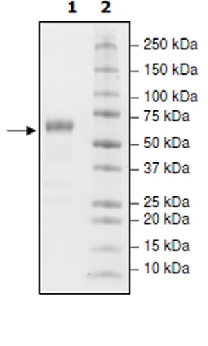 SDS-PAGE - Recombinant Cynomolgus monkey PD1 protein (Tagged) (AB271616)