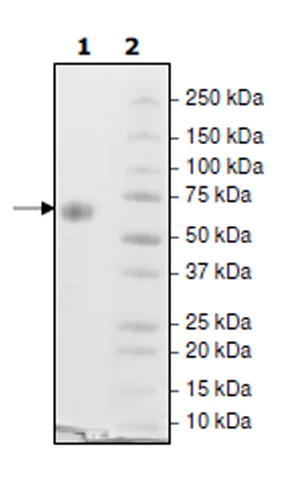 SDS-PAGE - Recombinant Cynomolgus monkey PD1 protein (Tagged) (Biotin) (AB271617)