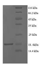 SDS-PAGE - Recombinant Cynomolgus monkey Prealbumin protein (His tag) (AB236197)