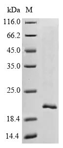 SDS-PAGE - Recombinant Cynomolgus monkey Prealbumin protein (His tag) (AB239566)