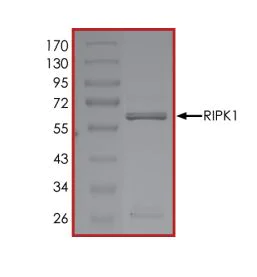 SDS-PAGE - Recombinant cynomolgus monkey RIP protein (Active) (AB268943)