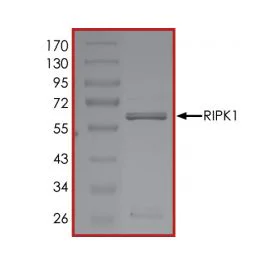 SDS-PAGE - Recombinant cynomolgus monkey RIP protein (Active) (GST tag N-Terminus) (AB268943)