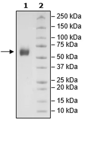 SDS-PAGE - Recombinant Cynomolgus monkey SIRP alpha protein (Avi tag C-Terminus + His tag C-Terminus) (AB271741)
